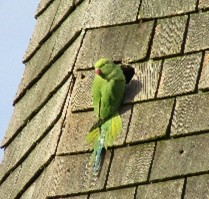 Ring-necked parakeet on the church steeple